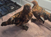 Milluflur D"uccle pullets