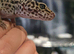 Adult female leopard gecko