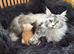 Stunning tica registered girl