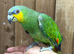 Orange winged amazon