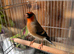 Bully x goldfinch