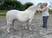 7yr old Welsh section A mare