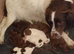 Ella's Puppies
