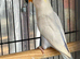 Lovebirds