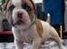 Beautiful American Bulldog Puppies - 7 Healthy Puppies Ready for Loving Homes