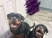 Rottweiler Female | 5 months
