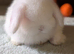 Mini lop