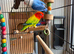 Breeding pair of Opaline Fischers
