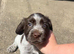 Female cocker spaniel puppy Vet checked