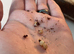 Baby African land snails