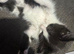 1 boy kitten left