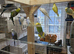 Budgies