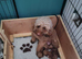 F1 Cavapoo 1st Generation