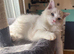 Ziggy is looking for a home