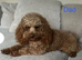 Cavapoo (Girls)