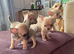 Lovely pups ready for their new homes now,