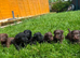 5 Beautiful patterdale puppies looking for 5 star home