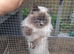 Ragdoll