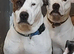 Staff x american bulldog