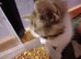 3 kittens