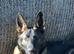 German Shepherd puppies for sale