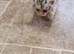 1 girl and 1 boy persian x cross kittens