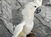 3 Year Old Super Tame Cuddly Friendly Umbrella Cockatoo