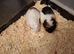 2 boy Guinea pig