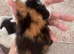Maine coon cross kittens