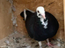 Black 2026 pied racing pigeon RPRA ring