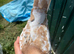 2 Meulemans pigeon