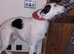 Fell terrier x bedlington whippet