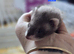 Semi Angora babies