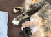 European Pure-breed Maine Coon Kittens. Delivery available!