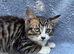Gorgeous boy kittens