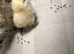 Silkies chicks
