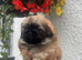 Stunning top quality Pekingese puppies