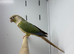Conures