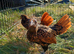Golden sebright pair