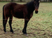 15.1hh Lovely gentle blank canvas dark bay gelding Unbroken 4y/o