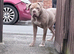 Cane corso cross American bulldog