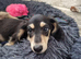 Last Wonderful KC Registered Miniature Longhaired Dachshund Puppy