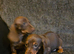 Miniature Dachshund puppies