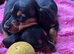 Miniature dachshund