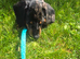 Male 5half months old