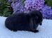 Pure bred mini lop baby rabbit .