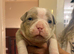Pocket bullys