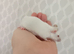 17 Very Friendly Female Mice PET HOMES ONLY