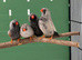 Charcoal zebra finches