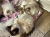Ragdoll Kittens